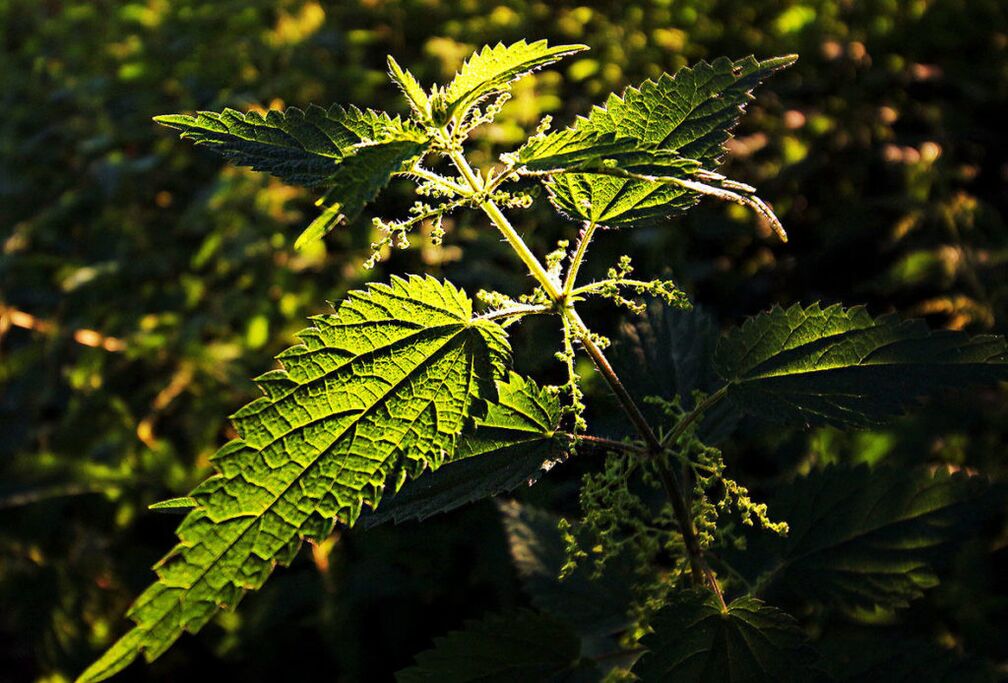 荨麻增加效力